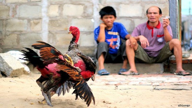Các hình thức đá gà 8day hấp dẫn