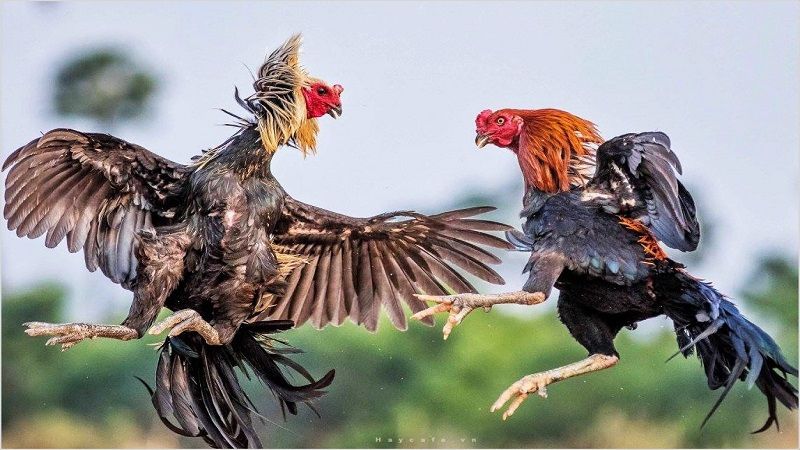 Sảnh đá gà 888B đa dạng và kịch tính
