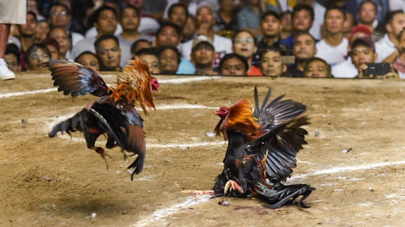 Live đá gà Odin Gamecock chân thực như thật