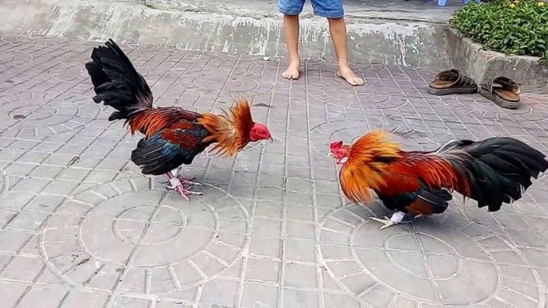 Các trận đấu đá gà GA28 khá đa dạng