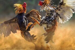 Sảnh Odin Gamecock – Sảnh Đá Gà Cuốn Hút Nhất Năm 2025