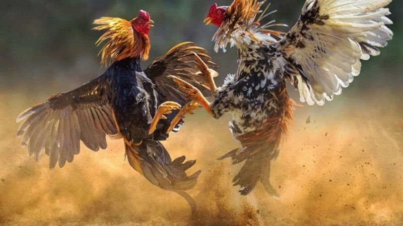 Sảnh Odin Gamecock rất đáng khám phá