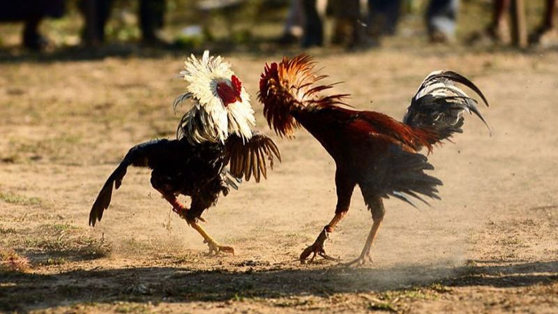 Nhiều trận đá gà diễn ra hàng ngày tại Sảnh Odin Gamecock
