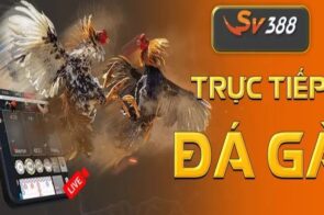 Sảnh SV388 – Đấu Trường Đá Gà Đẳng Cấp Nhất Cho Kê Thủ